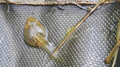 Pelophylax