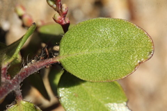 Arctostaphylos nummularia