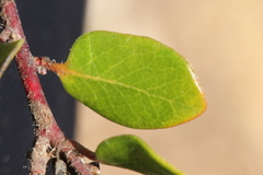Arctostaphylos nummularia
