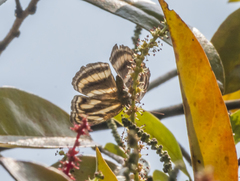 Athyma nefte subrata