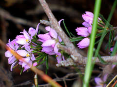 Boronia pilosa