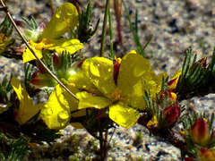 Hibbertia prostrata