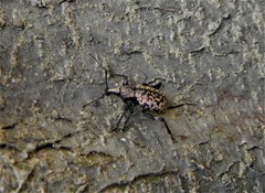 Otiorhynchus aurifer