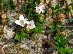 Cyanothamnus nanus nanus