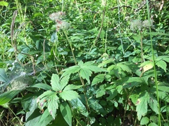 Hydrophyllum tenuipes