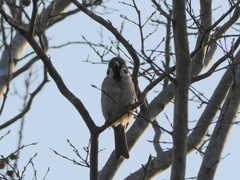 Passer montanus