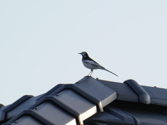 Motacilla grandis
