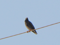 Spodiopsar cineraceus