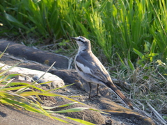 Motacilla alba lugens
