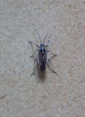 Horistus orientalis