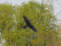 Corvus macrorhynchos