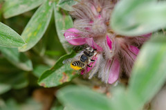 Megachile