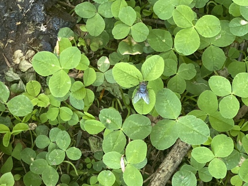 photo of Bluebottle Fly (Calliphora vicina)