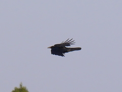 Corvus macrorhynchos