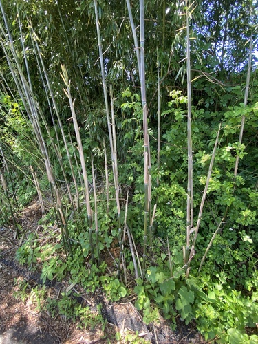 photo of Fishpole Bamboo (Phyllostachys aurea)