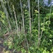 photo of Fishpole Bamboo (Phyllostachys aurea)