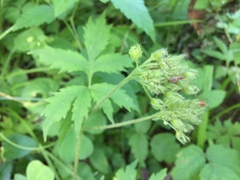 Hydrophyllum tenuipes