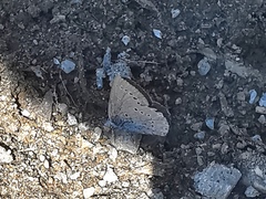 Iolana iolas
