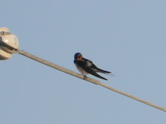 Hirundo rustica