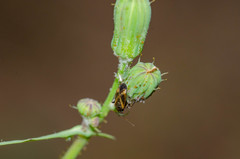 Lepidargyrus ancorifer