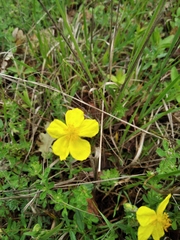 Helianthemum oelandicum orientale