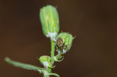 Lepidargyrus ancorifer