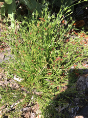 Juncus ranarius
