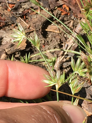 Juncus ranarius