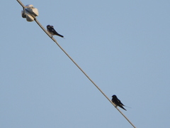 Hirundo rustica