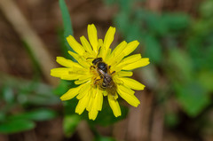 Halictus