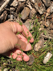 Juncus ranarius