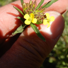 Erysimum coarctatum