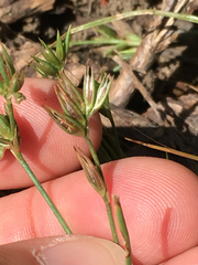Juncus ranarius