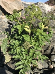 Angelica archangelica
