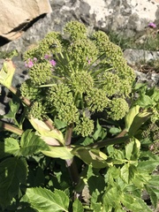 Angelica archangelica