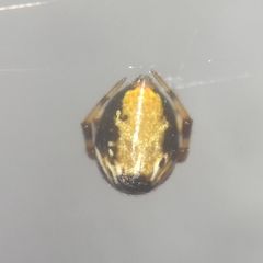 Parasteatoda lunata