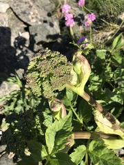 Angelica archangelica
