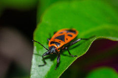 Pyrrhocoris apterus