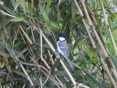 Parus minor