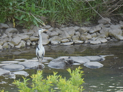 Ardea cinerea
