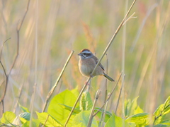 Emberiza cioides