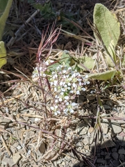 Lepidium fremontii