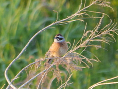 Emberiza cioides