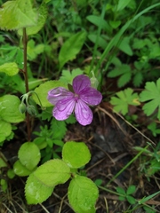 Geranium asphodeloides