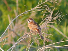 Emberiza cioides