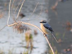 Lanius bucephalus