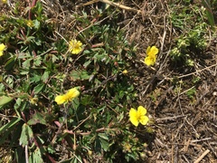 Potentilla erecta