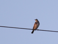 Turdus eunomus
