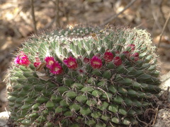 Mammillaria polyedra