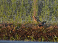 Spodiopsar cineraceus